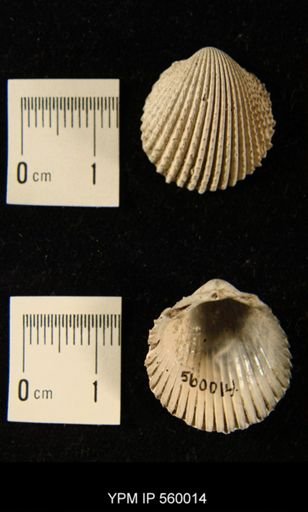 Cardium muricatum