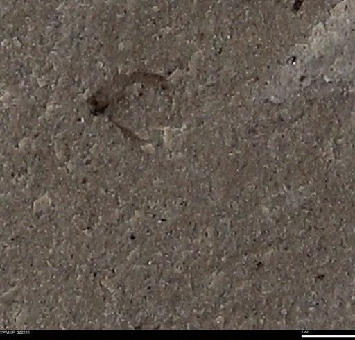 undet. Insecta