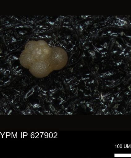 undet. Foraminiferida