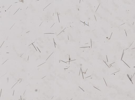 Halichondria bowerbanki