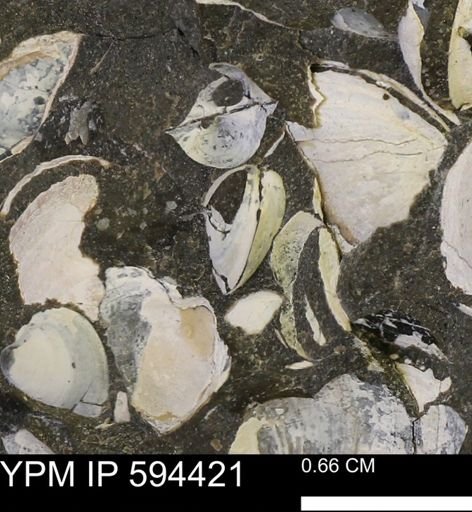 Protocardia sp.