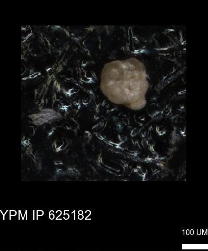 undet. Foraminiferida