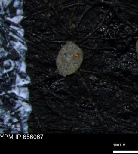 Spirolocammina subcircularis