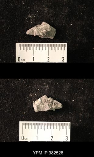 Spirifer cameratus