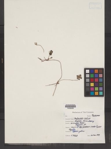 Duchesnea indica