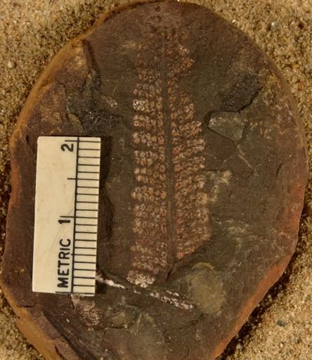 Pecopteris