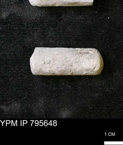 Baculites sp.