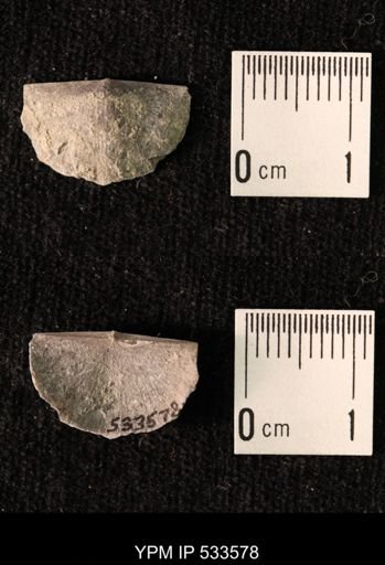 Sowerbyella sp.