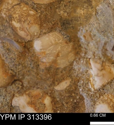 Corbicula sp.