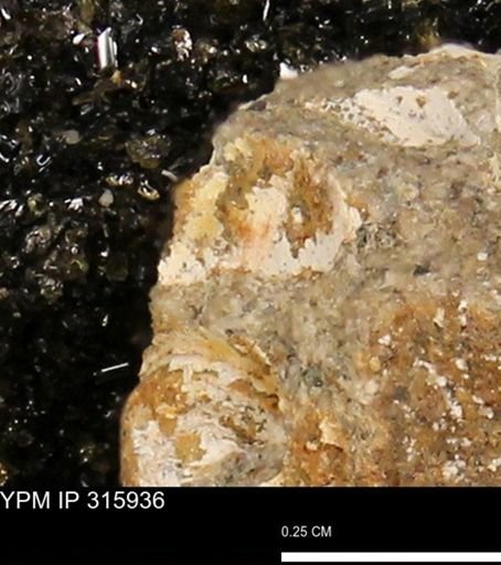 undet. Mollusca