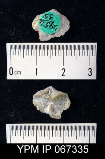 Delthyris perlamellosa