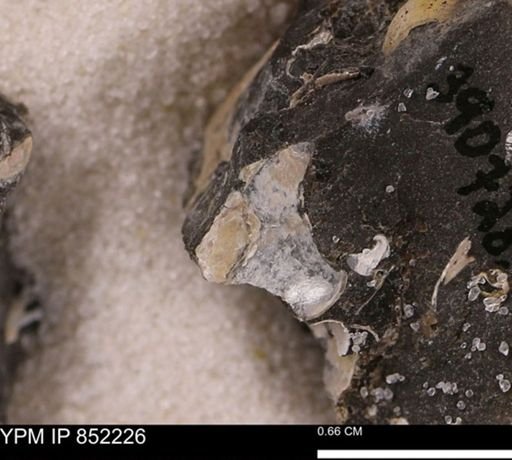 undet. Bivalvia