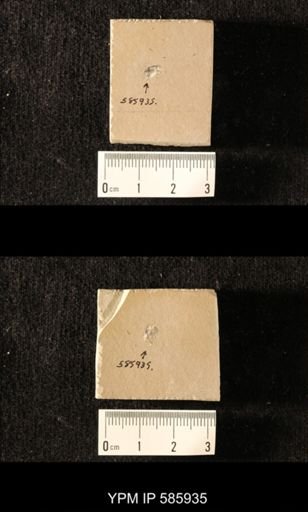 undet. Coleoptera
