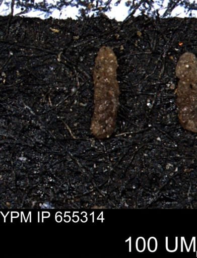 Ammobaculoides whitneyi