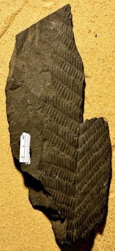 Pecopteris sp.