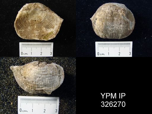 Productus semireticulatus