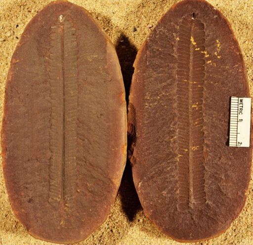 Pecopteris sp.
