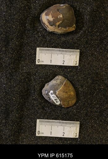 Crassatellites?