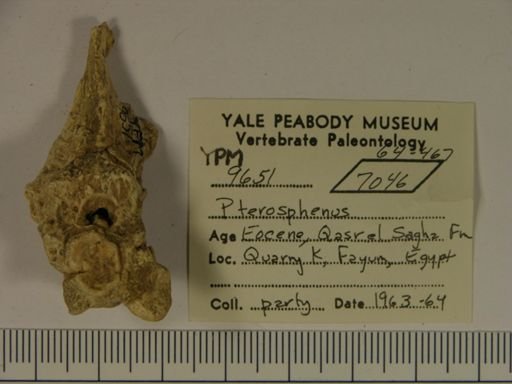 Pterosphenus sp.