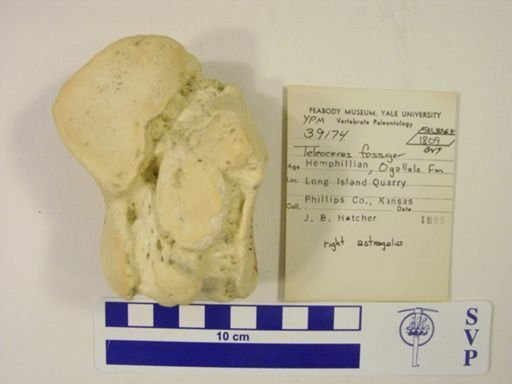 Teleoceras fossiger