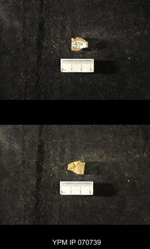 Favosites sp.