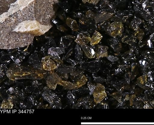 undet. Mollusca