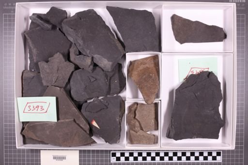 mixed taxa, stratigraphic collection