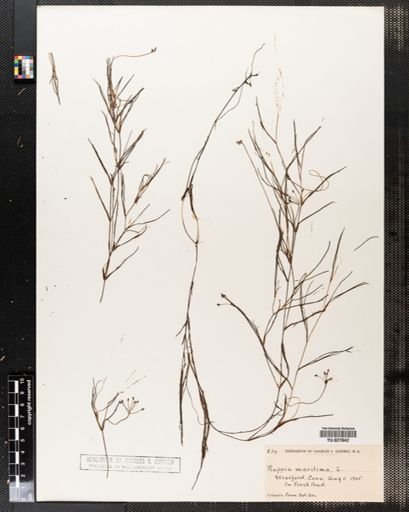 Ruppia maritima
