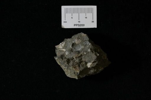 Chlamys nebrascensis