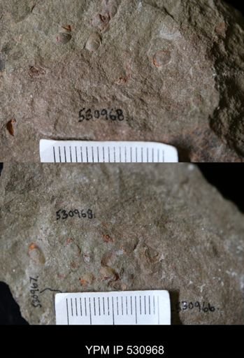 undet. Bivalvia