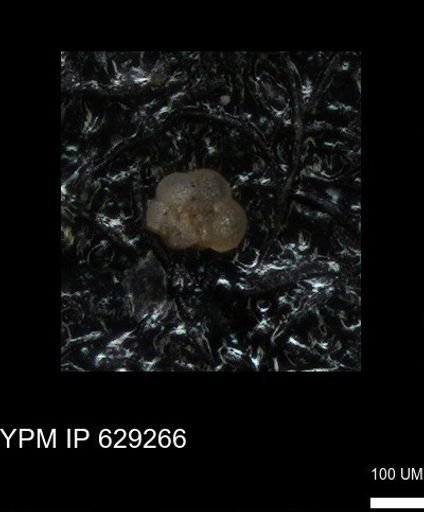 undet. Rugoglobigerinidae