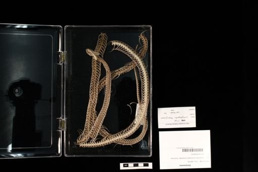 Gonyosoma