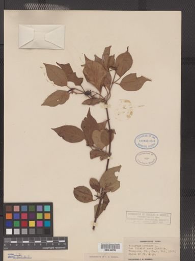 Viburnum lentago