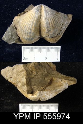 Spirifer granulifera