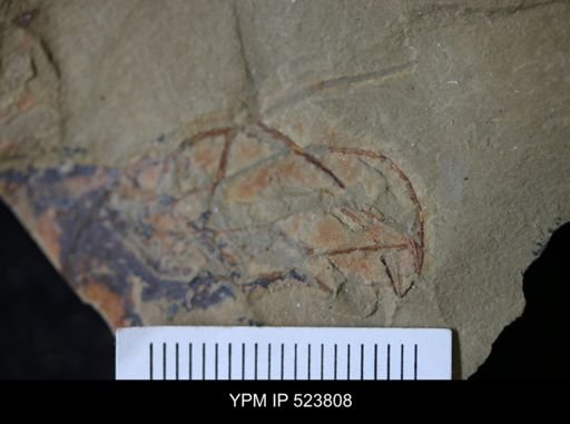 undet. Graptolithina