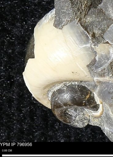 Euspira sp.