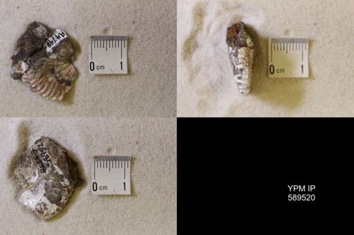 undet. Scaphitidae