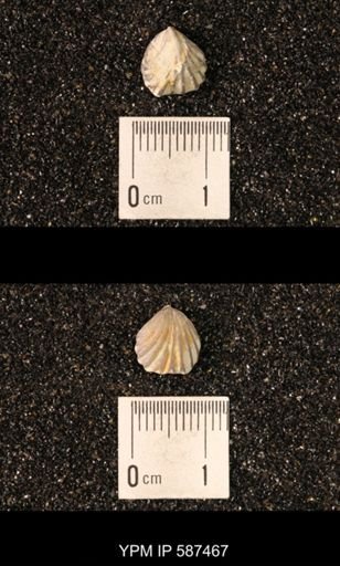 Camarotoechia whitei