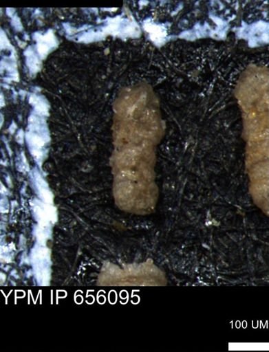 Ammobaculoides whitneyi