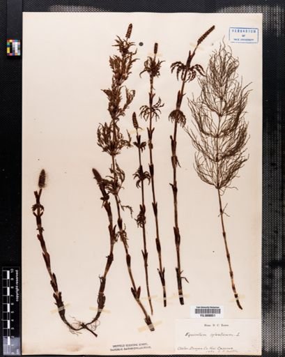 Equisetum sylvaticum