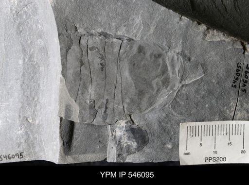undet. Eurypterida