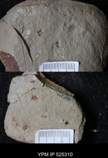 undet. Stylophora