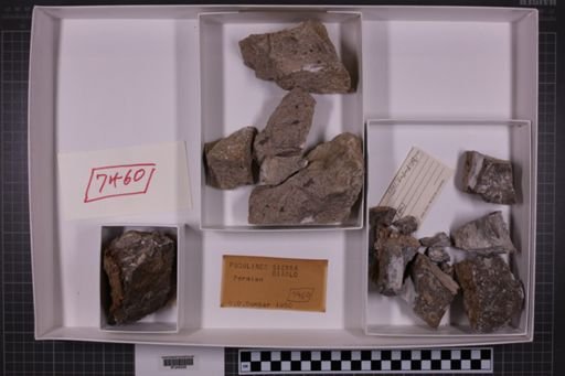 mixed taxa, stratigraphic collection