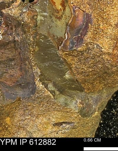 undet. Mollusca