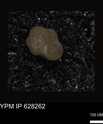 undet. Foraminiferida