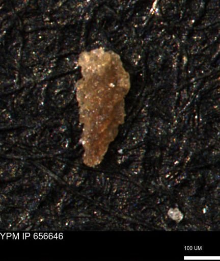 Verneuilina canadensis