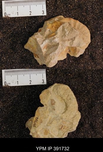 Scaphites sp.