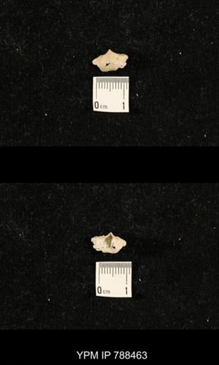 undet. Brachiopoda