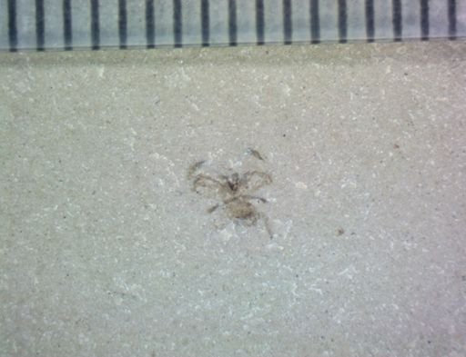 undet. Araneae