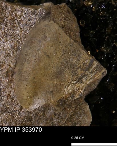 Limopsis striatopunctatus